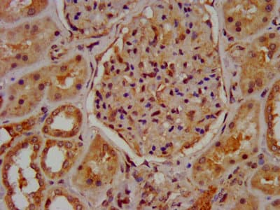 MUC20 Antibody