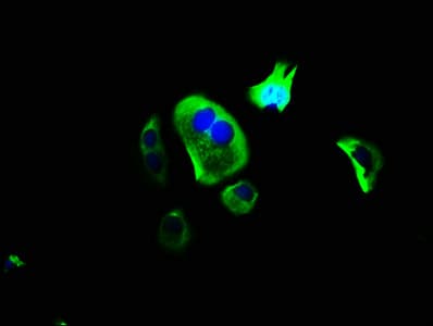 PCDH20 Antibody