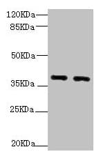 QKI Antibody