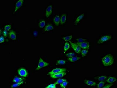 MFSD8 Antibody