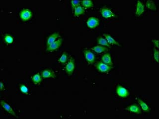 GRHL3 Antibody