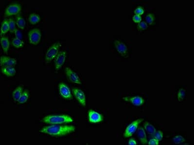 CYP4X1 Antibody