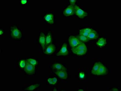 ARL11 Antibody