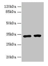 C3orf49 Antibody