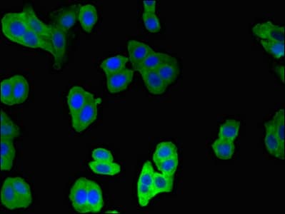 CNN2 Antibody
