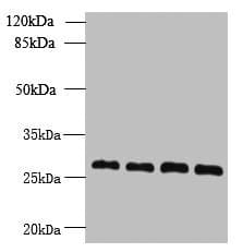 YIPF4 Antibody