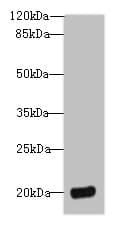 DEFB129 Antibody