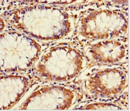 CCDC59 Antibody
