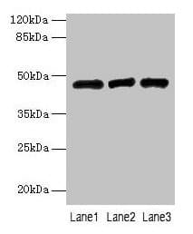 B3GNT2 Antibody