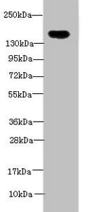 ADAMTS7 Antibody