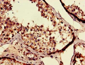 SEC14L3 Antibody