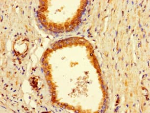 BAIAP2L1 Antibody