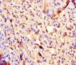 PLA2G2D Antibody