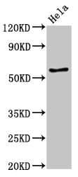 Polyclonal Rabbit anti-Human E2F4 Antibody (IHC)