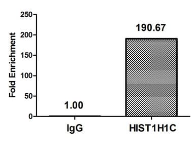 Polyclonal Rabbit anti-Human HIST1H1C Antibody (WB)