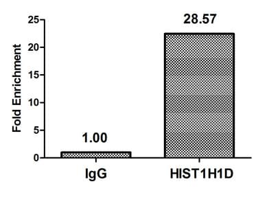 HIST1H1E Antibody