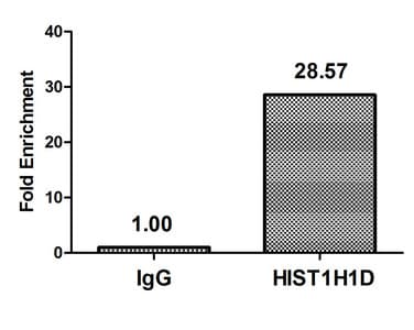 Polyclonal Rabbit anti-Human HIST1H1E Antibody (phospho-Thr179, IF)