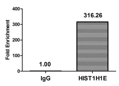 Polyclonal Rabbit anti-Human HIST1H1E Antibody (IF)