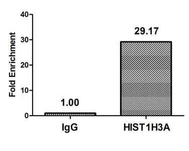 HIST1H3A Antibody
