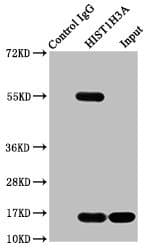 HIST1H3A Antibody