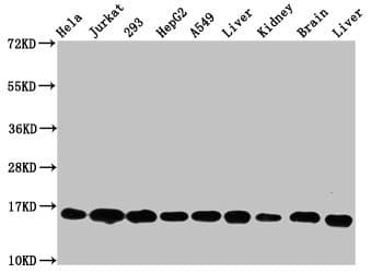 HIST1H3A Antibody