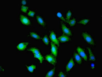 OLA1 Antibody
