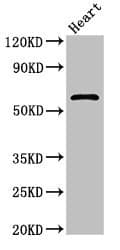 Polyclonal Rabbit anti-Human ICAM-1 / CD54 Antibody (IHC, IF)