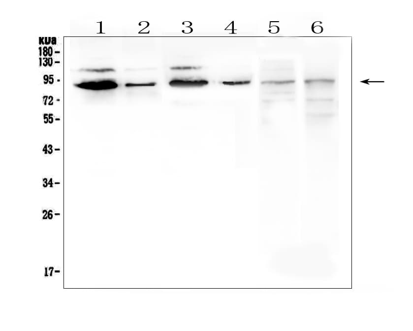 Polyclonal Rabbit anti-Human SP1 Antibody (IHC, WB)
