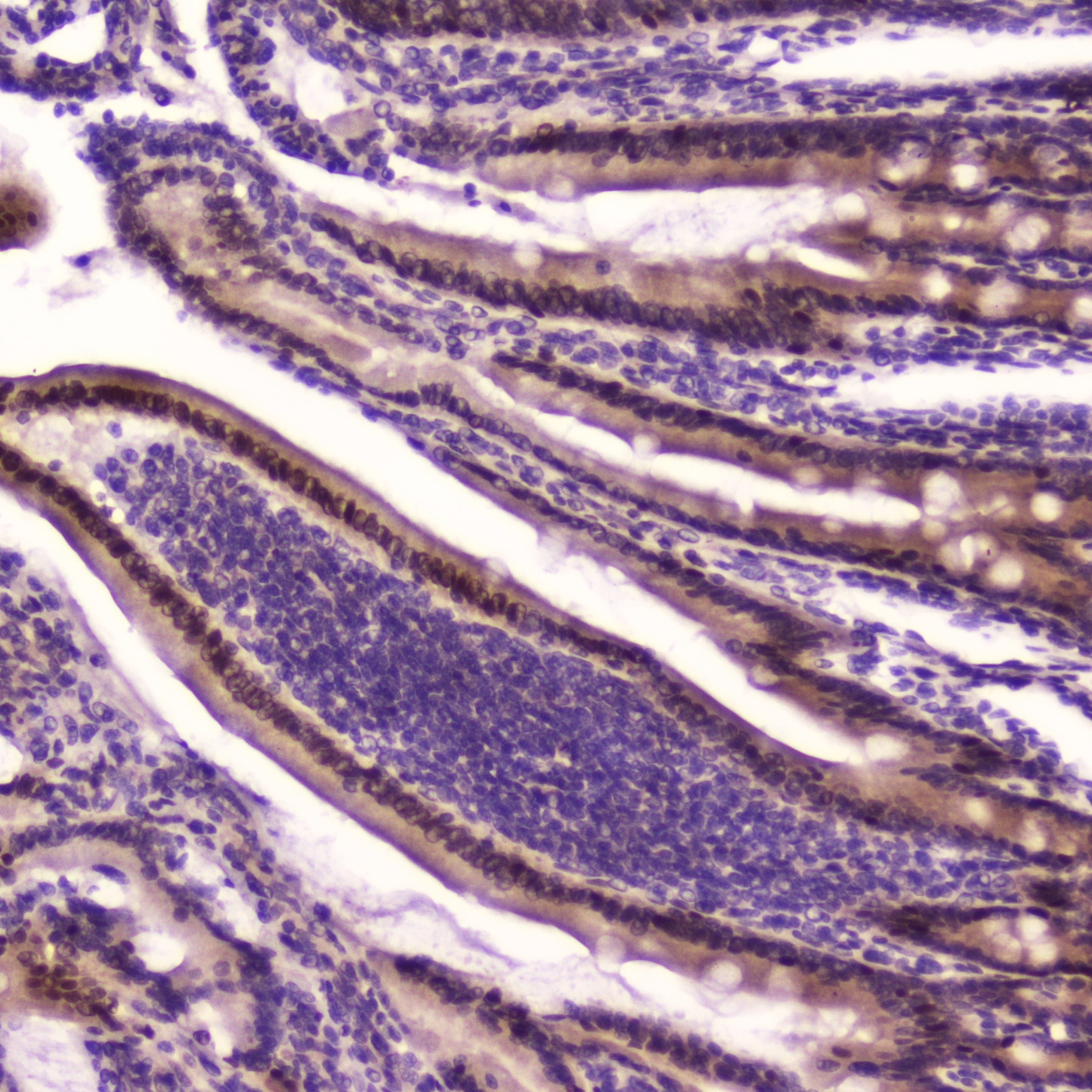 KLF4 Antibody