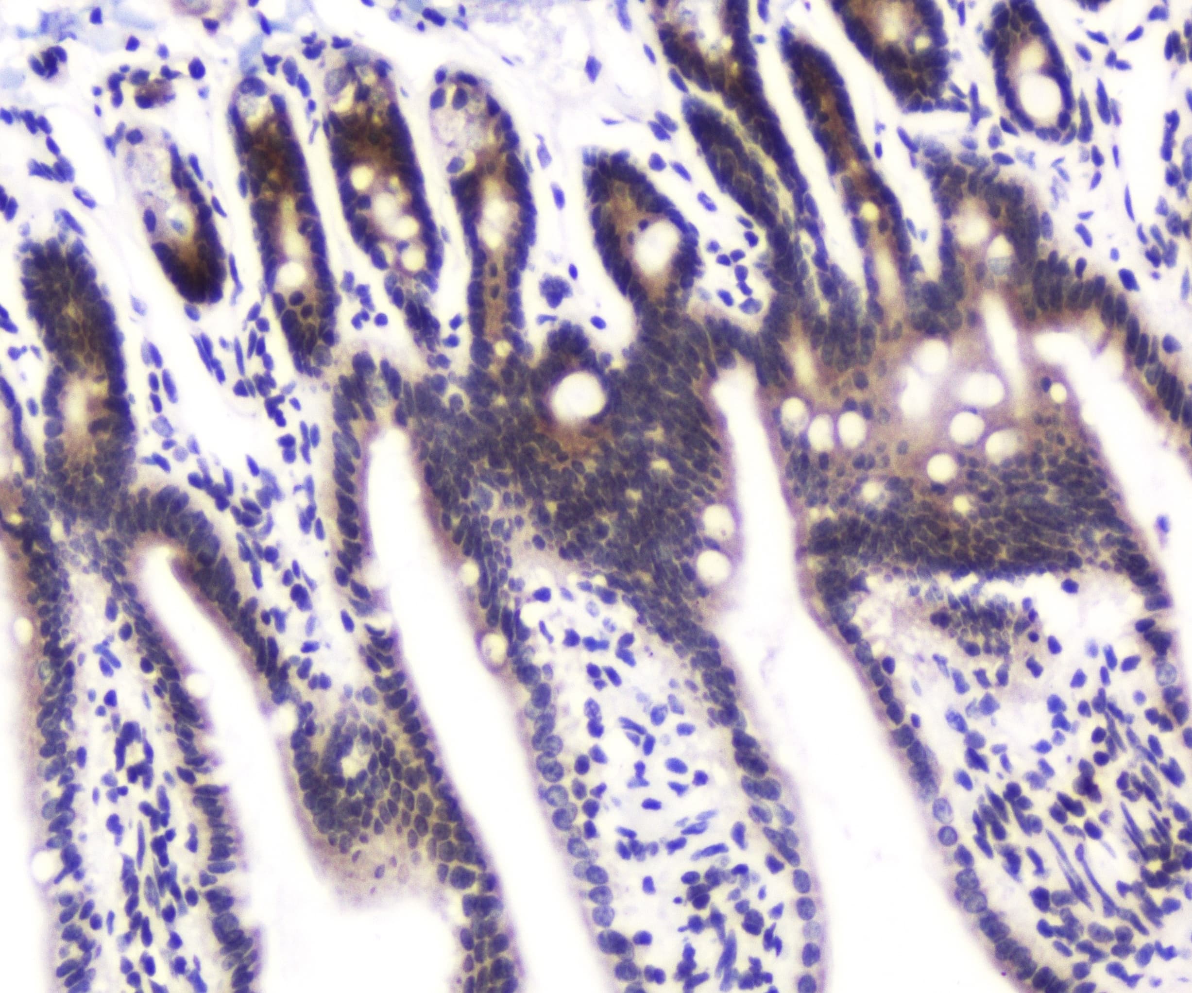 DGCR8 Antibody