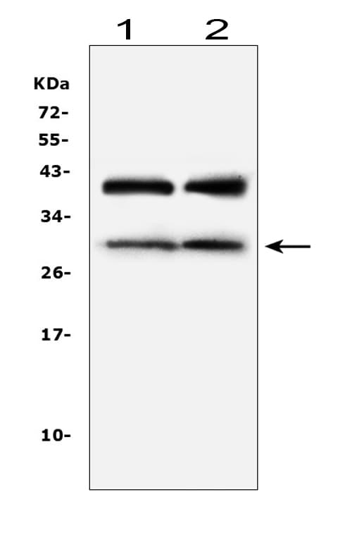 IGFBP1 Antibody