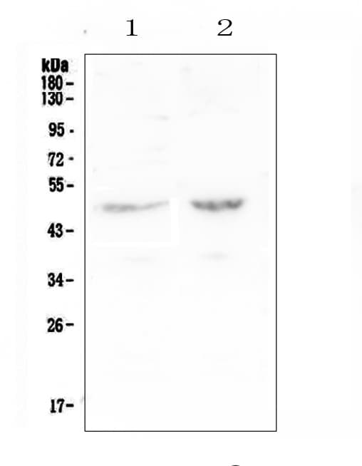 Polyclonal Rabbit anti-Human LP-PLA2 / PLA2G7 Antibody (WB)