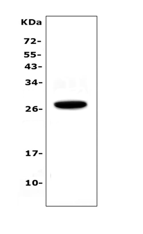 IL15RA Antibody