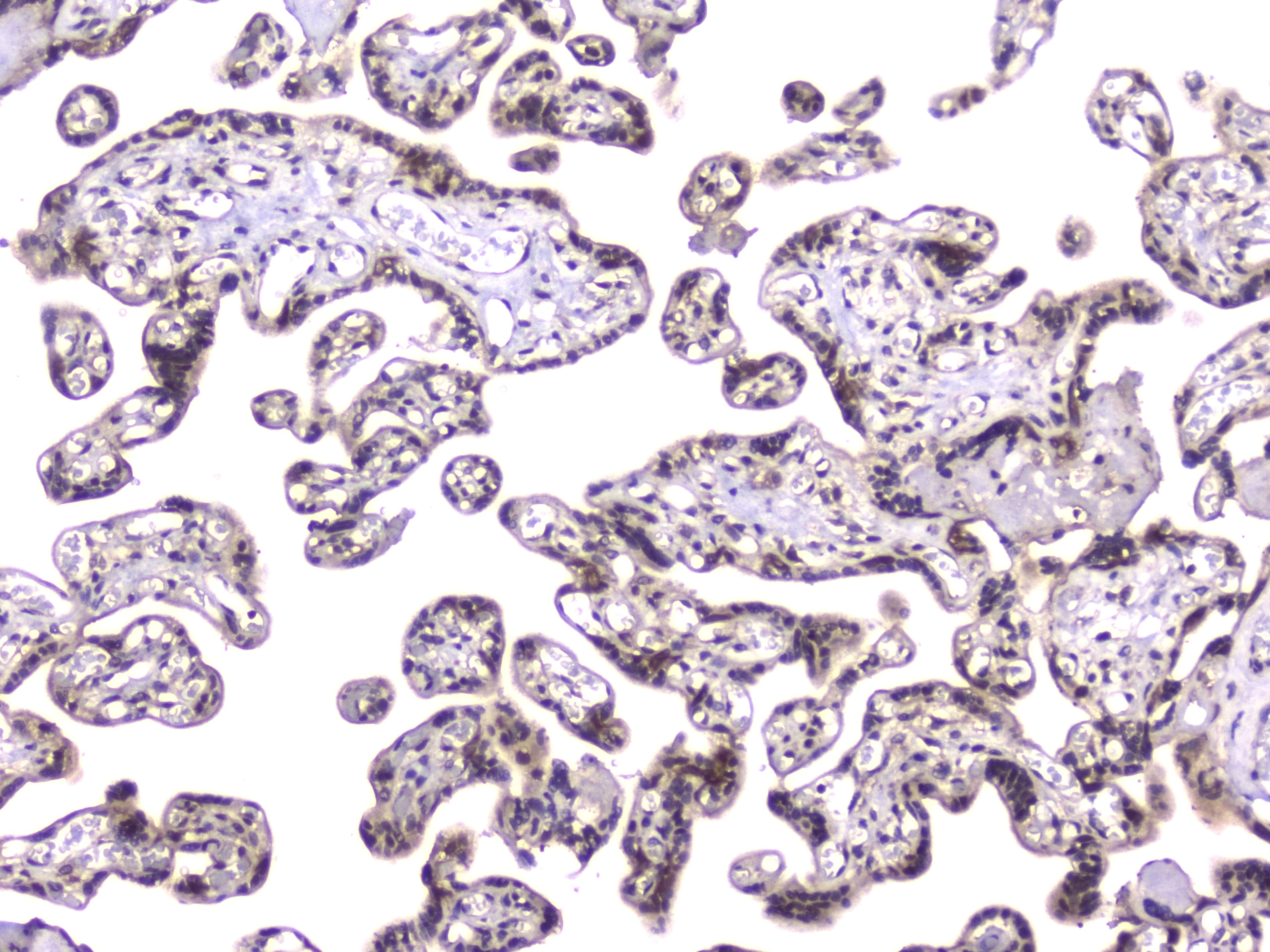 Monoclonal Mouse anti-Human TCP1 Antibody (IHC, WB)