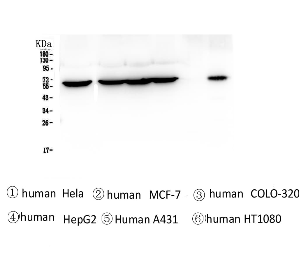 Monoclonal Mouse anti-Human TCP1 Antibody (IHC, WB)