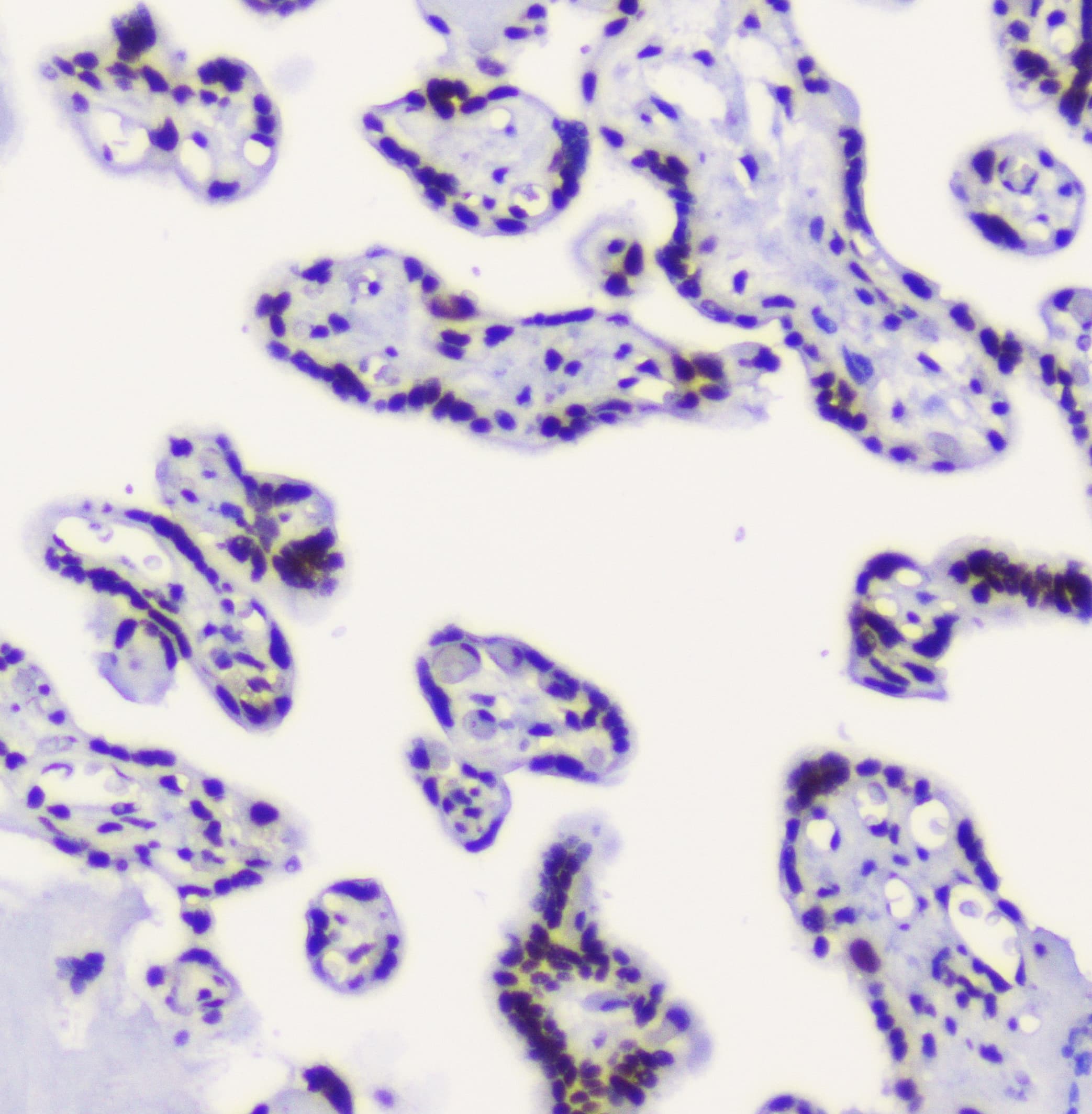 Monoclonal Mouse anti-Human RBBP4 / RBAP48 Antibody (IHC, WB)