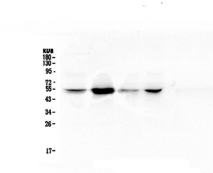 Monoclonal Mouse anti-Human RBBP4 / RBAP48 Antibody (IHC, WB)