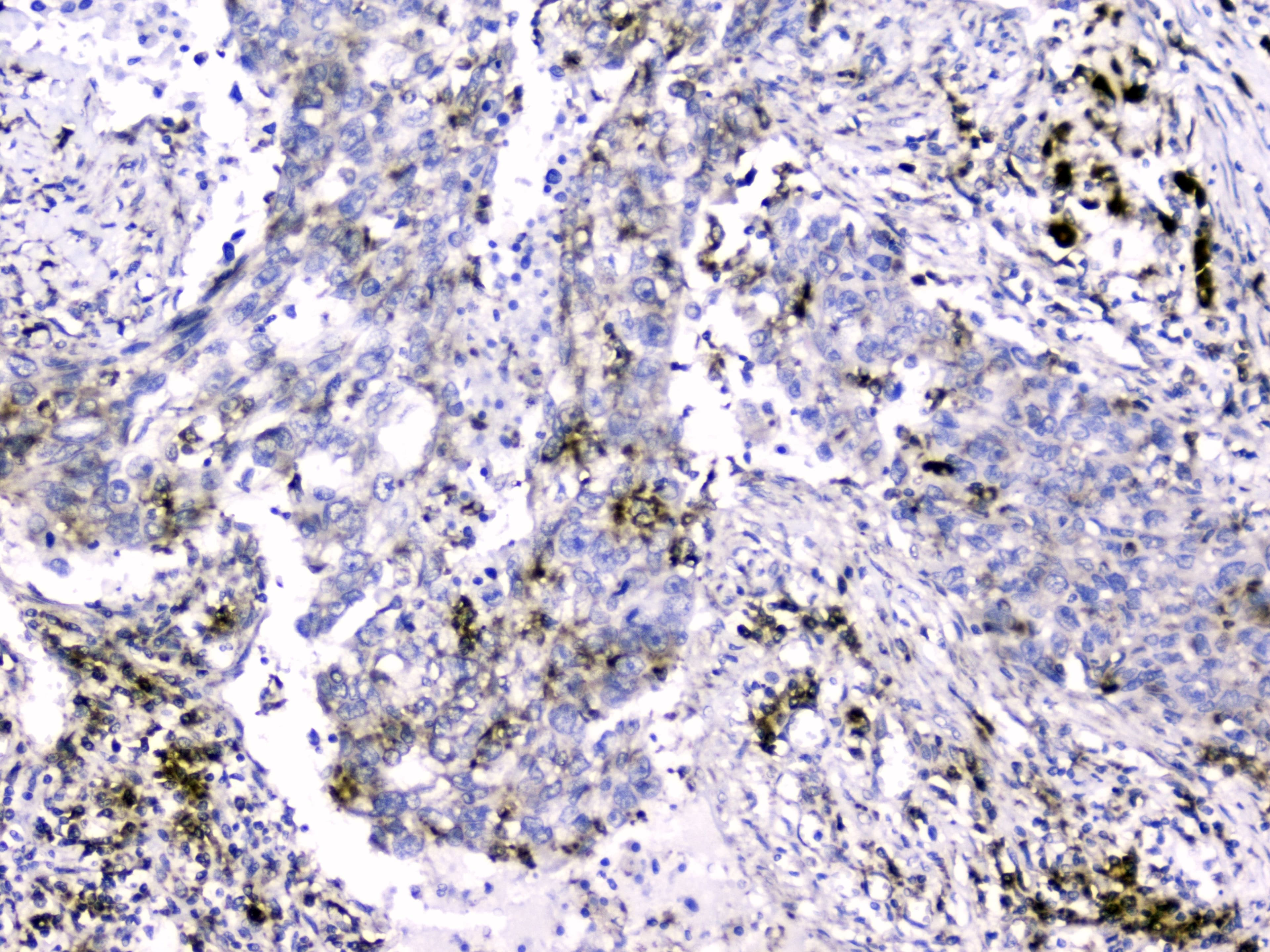 CYCS / Cytochrome c Antibody (clone 15F10)
