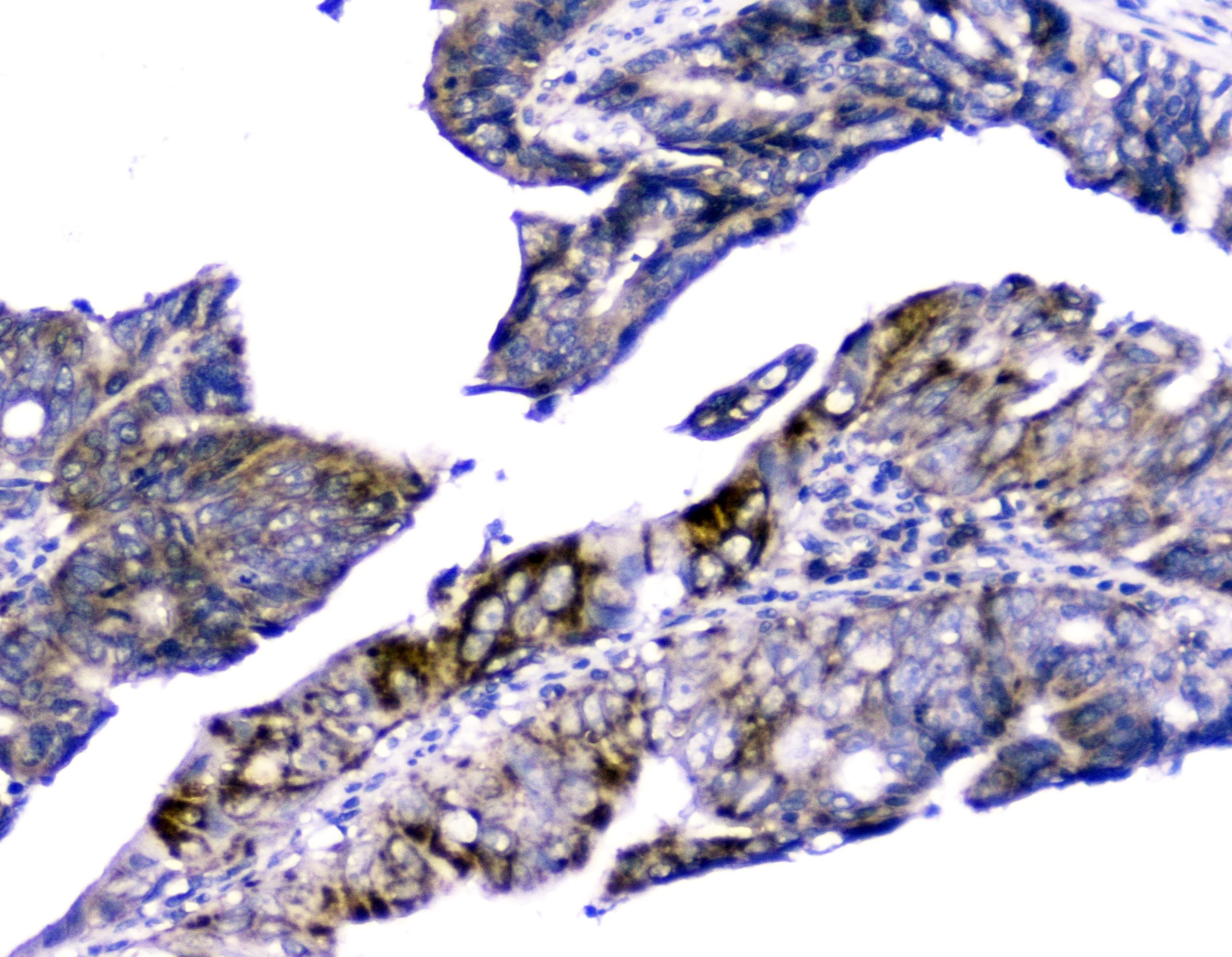 CYCS / Cytochrome c Antibody (clone 15F10)