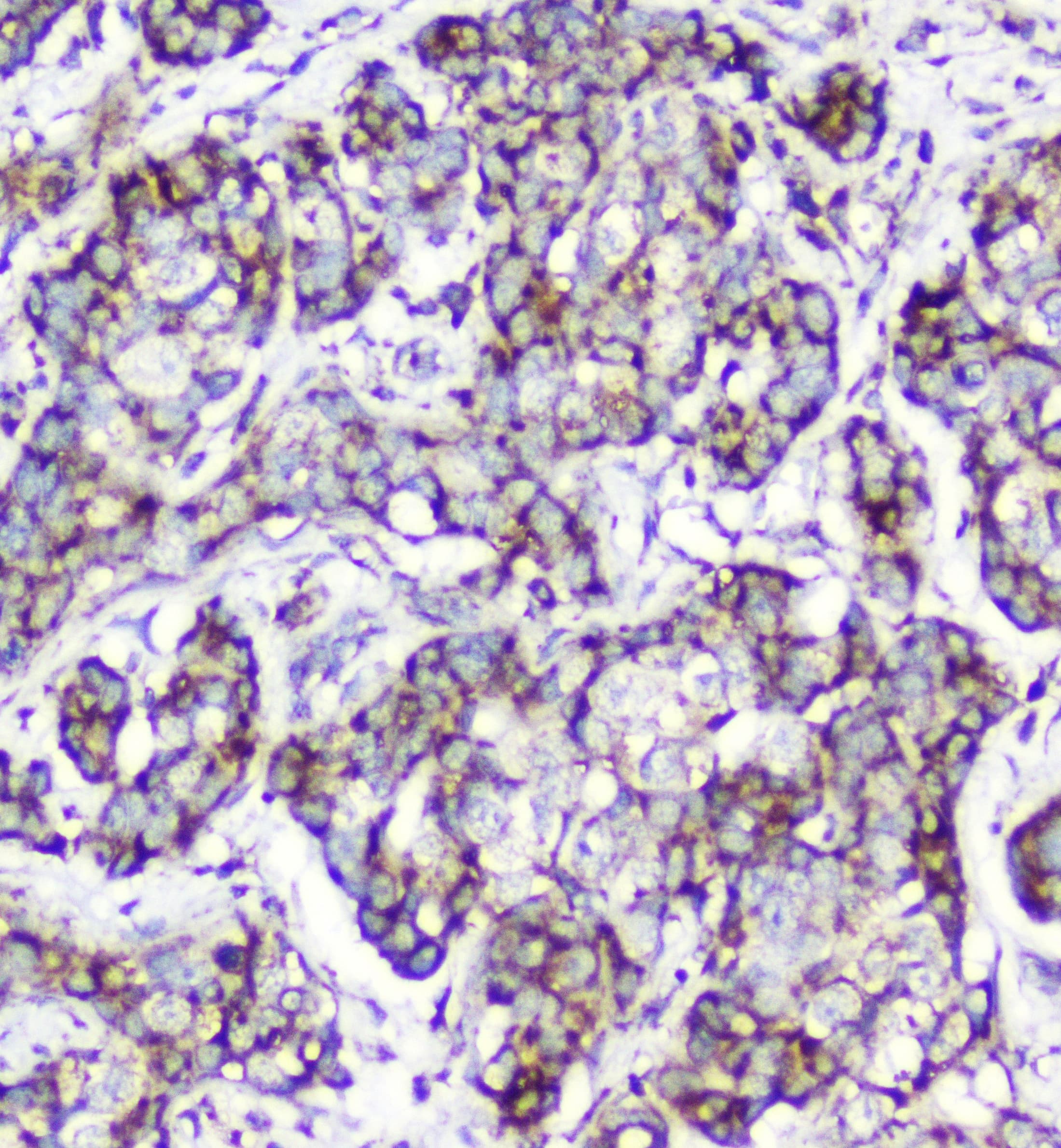 CYCS / Cytochrome c Antibody (clone 15F10)