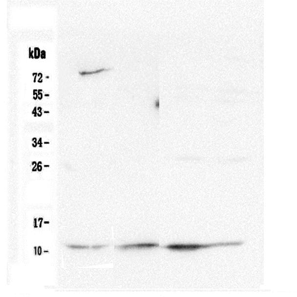 CYCS / Cytochrome c Antibody (clone 15F10)