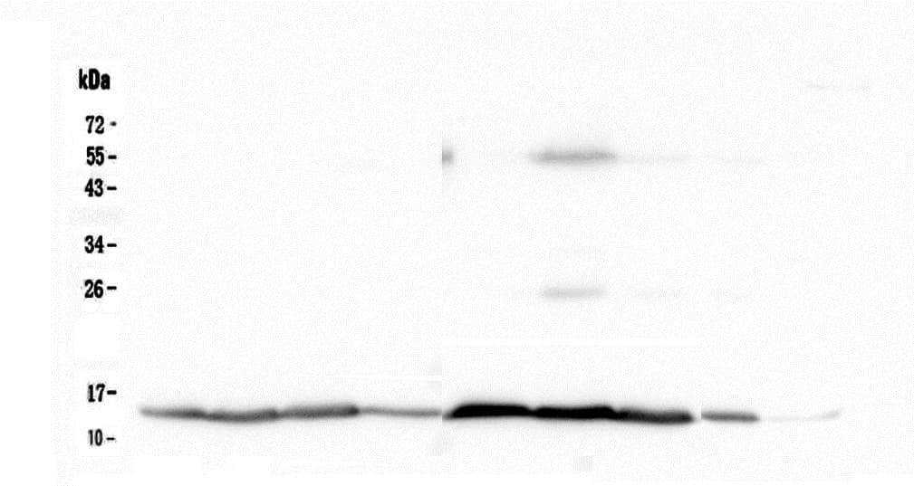CYCS / Cytochrome c Antibody (clone 15F10)