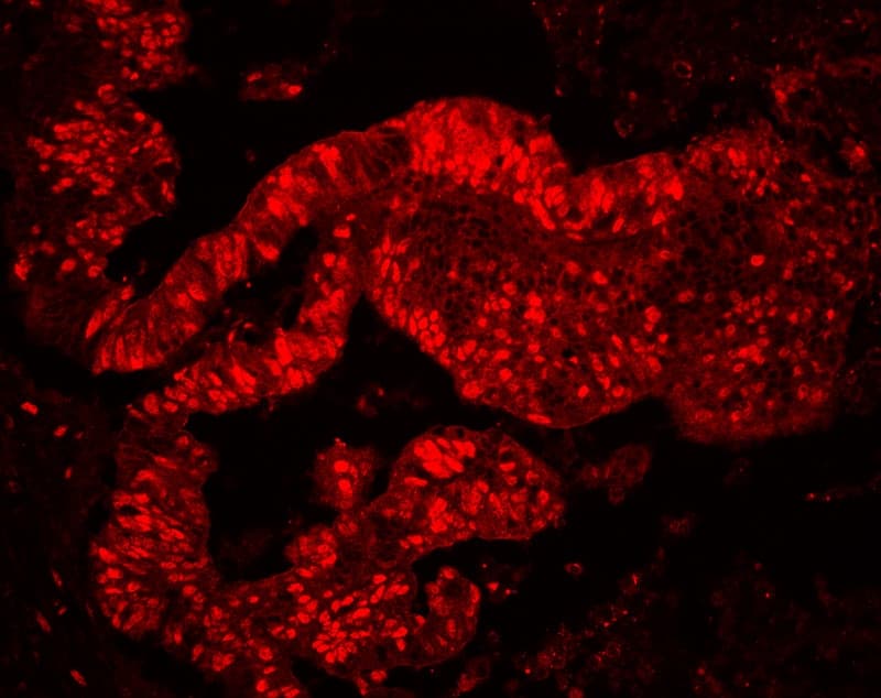 MCM7 Antibody (aa526-719)