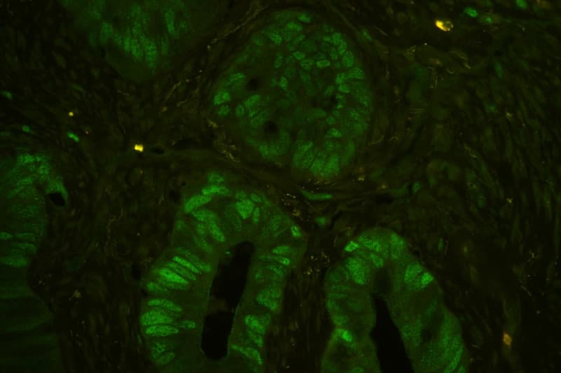 MCM7 Antibody (aa526-719)