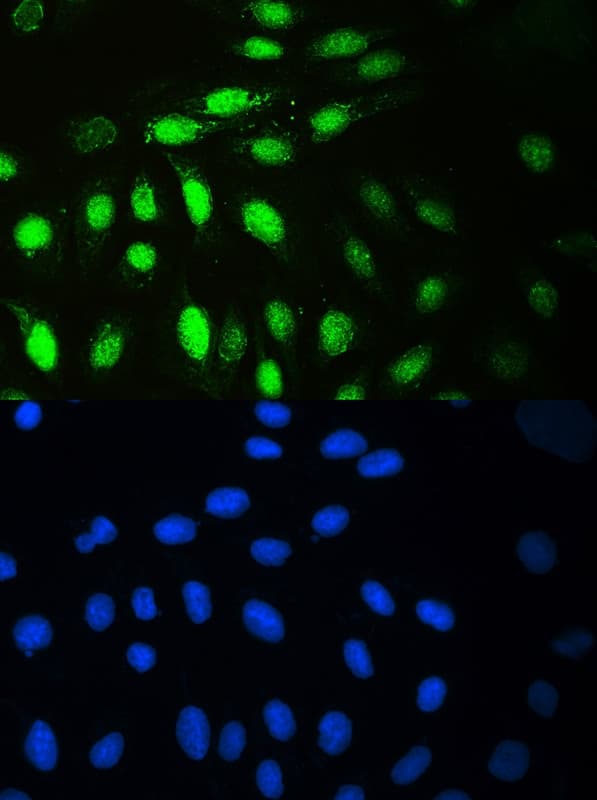 MCM7 Antibody (aa526-719)