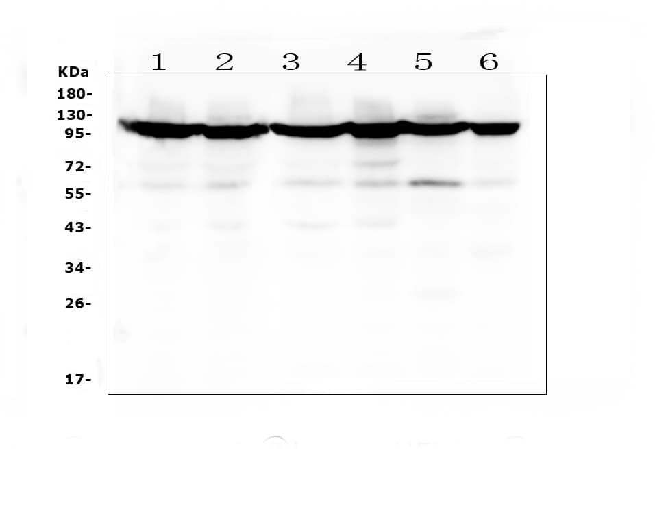 Polyclonal Rabbit anti-Human MSH2 Antibody (aa337-583, IHC, WB)