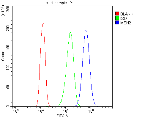 Polyclonal Rabbit anti-Human MSH2 Antibody (aa337-583, IHC, WB)