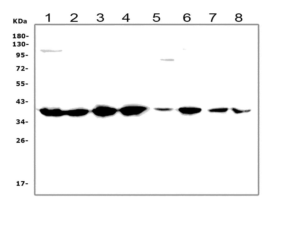 Polyclonal Rabbit anti-Human RAD51 / RECA Antibody (aa1-258, IHC, WB)