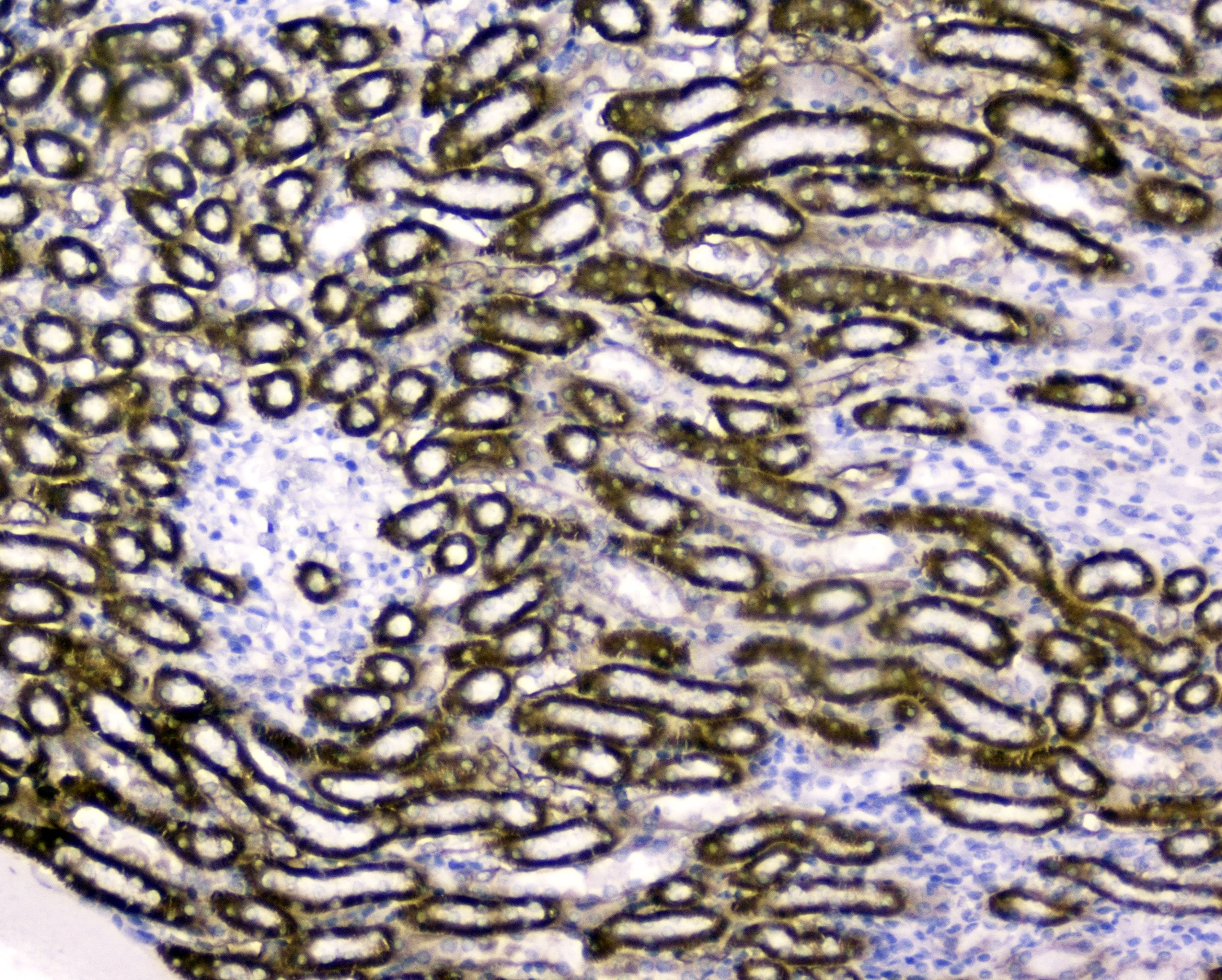 Polyclonal Rabbit anti-Human RBP4 Antibody (WB)