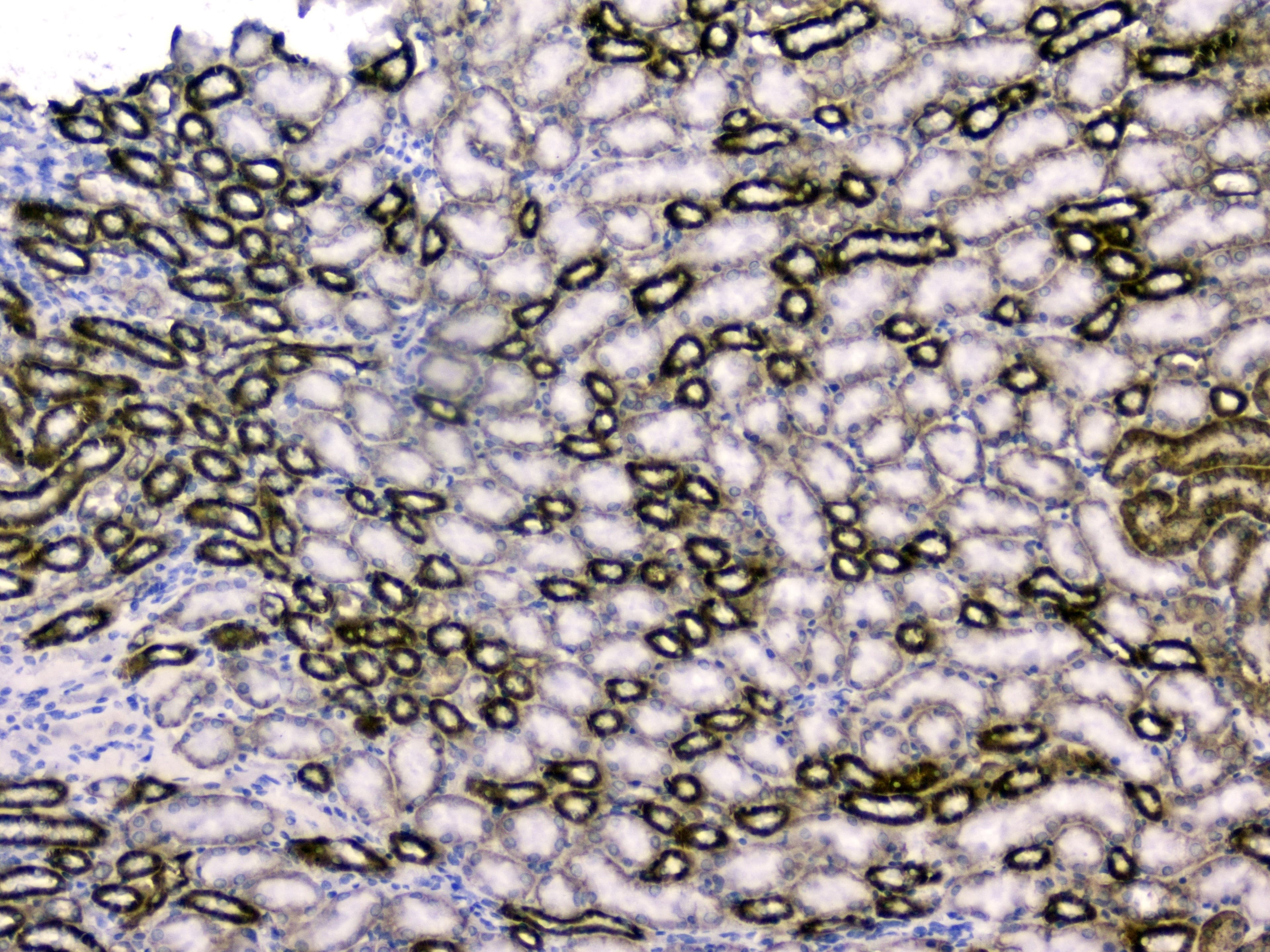 Polyclonal Rabbit anti-Human RBP4 Antibody (WB)